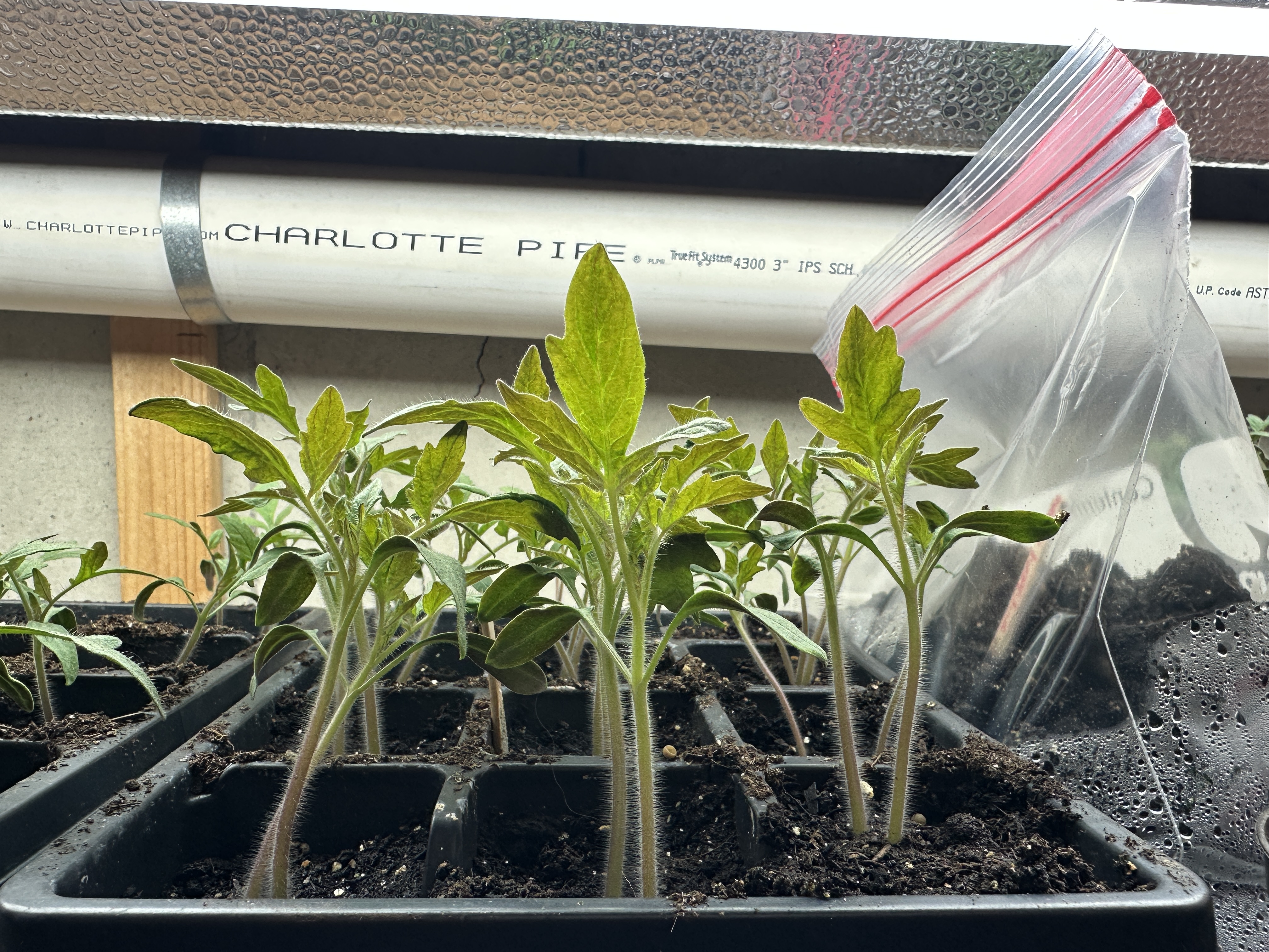 Tomato seedlings under grow lights