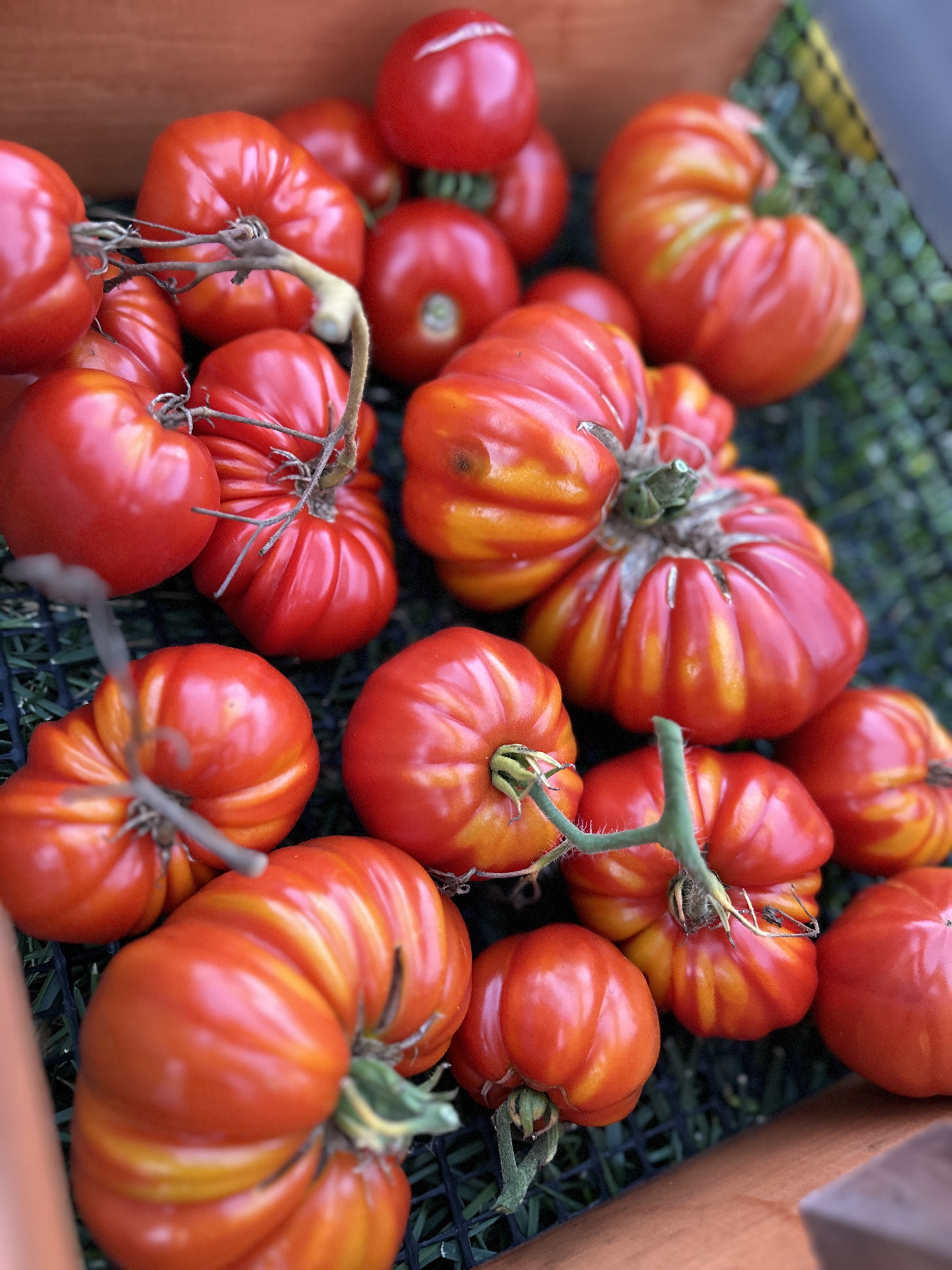 Jen's heirloom tomato harvest varieties