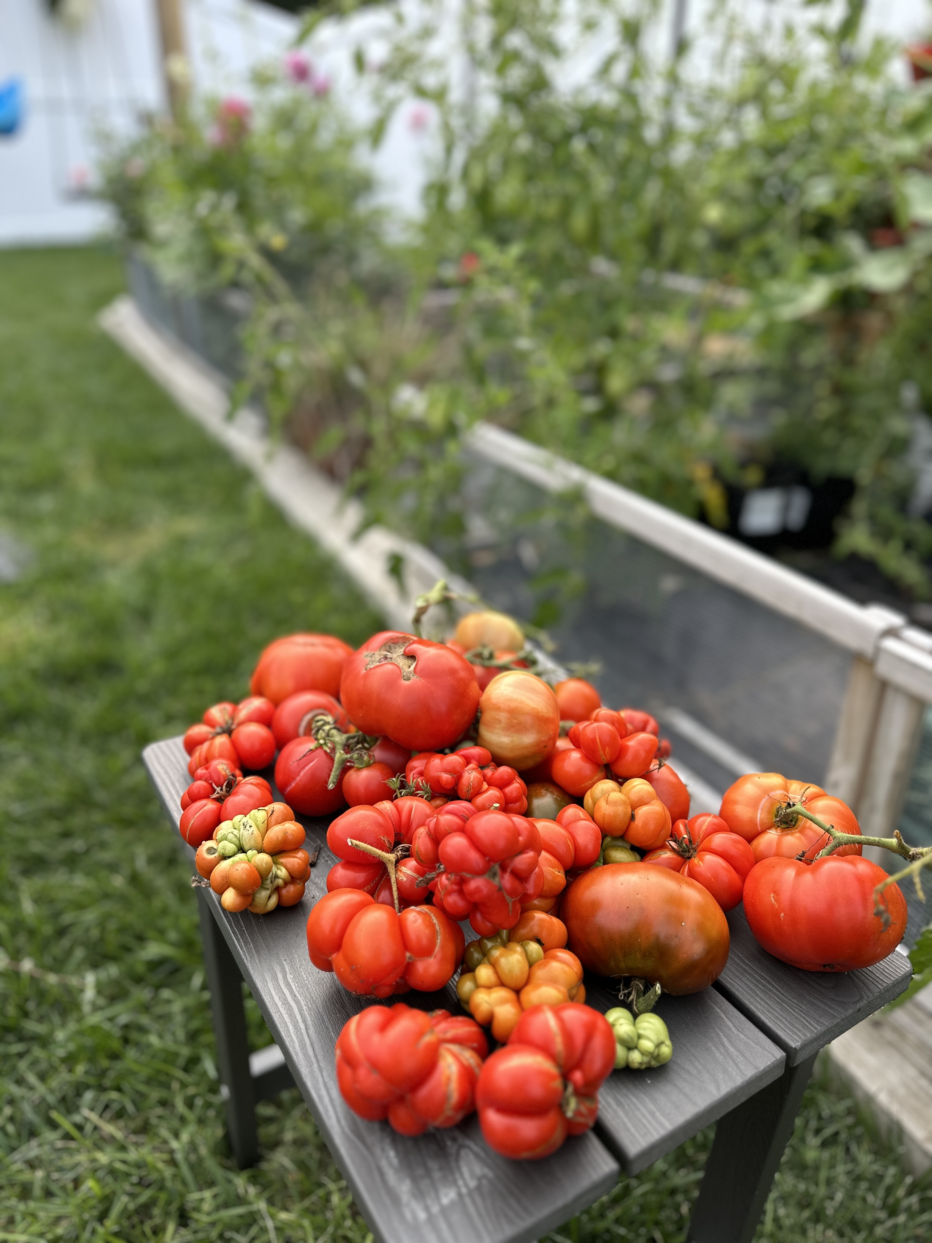 Jen's garden harvest — tomatoes with dahlias in background